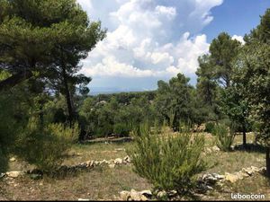 Terrain 6500 m2 vue Sainte Beaume /Var/Le Beausset / Oliveraie