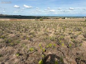 Vignes en Cru du Beaujolais  Chénas Clos de 90 ares 50