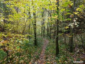 Bois  terrain boisé