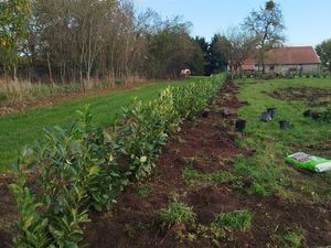 Terrain constructible arboré