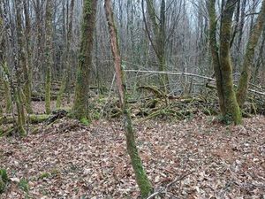 Terrain non constructible 5345 m2 - Ambazac (les Pouges)