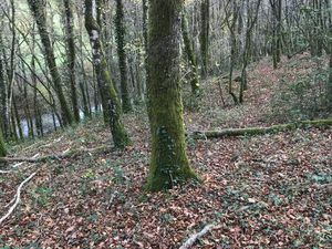 Parcelles de bois - Vicq sur Breuilh