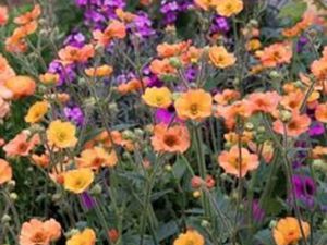 Vente terrain 417 m² à Parçay-Meslay (37210)  69 500 €