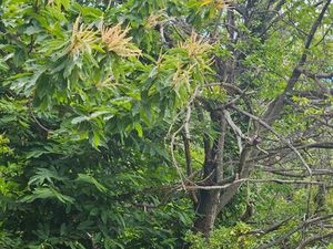 Terrain de châtaignier