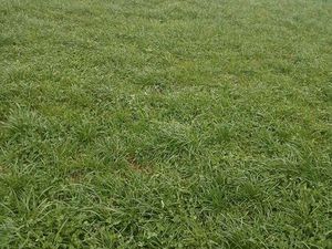 Terrain en herbes pour chevaux brebis...