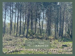 Papé - TERRAIN AGRICOLE AVEC PINS -FRICHE 5 HECTARES 53 GIROND