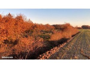 Terrain de loisir arboré