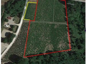 Vigne grave rouge et blanc Cerons