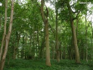 Loue parcelle de bois