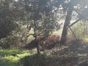 Location maison 2 pièces 63 m² à Lambesc (13410)