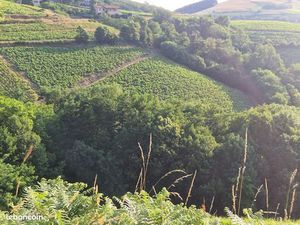 Vignes sur Chiroubles