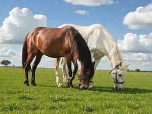 Propriete à vendre 7 pièces proche CHARMES (88) FERME & HANGAR sur 7500 m2 TERRAIN