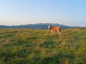 Recherche terrain zone AOP