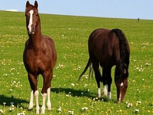 PROPRIETE avec FERME rénovée T8 - TERRAIN de 7100 m2 proche CHARMES (88)