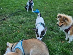 Recherche jardin à louer – Orléans Madeleine