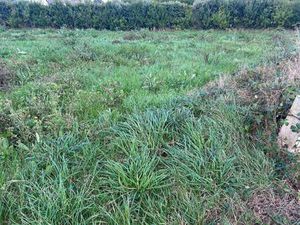 Vente Terrain à Saint-Pol-de-Léon (29250) : à vendre / 461m² Saint-Pol-de-Léon