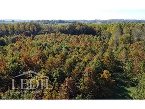 Parcelles Forestière et Bois