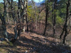 Terrain boisé zone naturelle 3 hectares