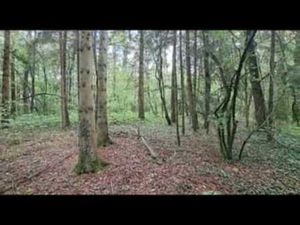 Beau terrain boisé à 10km de Durbuy