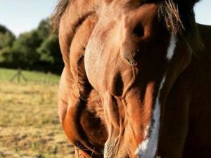 Cherche terrain agricole