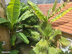 Maison de ville  local commercial  studio