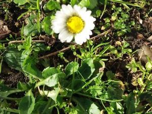 Terrain 680 m² Castelnau De Medoc