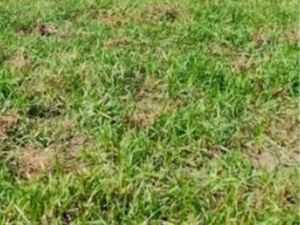 Location terrain agricole