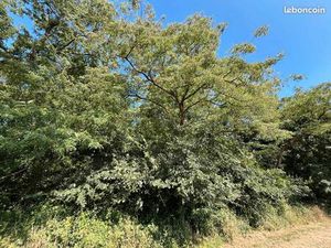 Terrain 3 732 m² Sorigny