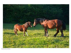 Cherche grand terrain avec petite partie constructible