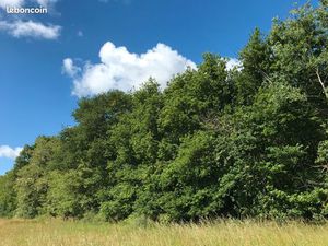 Très rare : Parcelle de bois