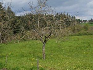 Terrain agricole pré et forêt