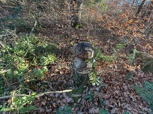 Recherches forêt ou verger à ACHETER