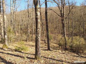 Terrain bois de chene