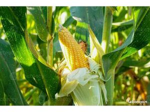 Vente exploitation agricole céréalière – Nièvre (58) – Ferme grandes cultures céréales fon