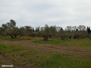 Parcelles oliviers Grezan
