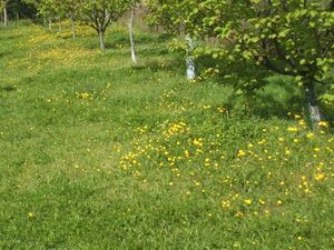 Terrain agricole ou de loisirs sur 5600 m²