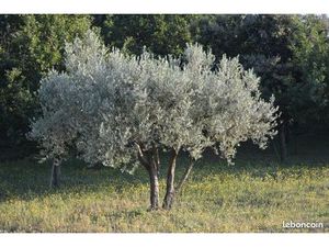 Terre agricole prairie
