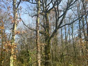 Propriété forestière