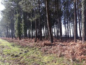 Plusieurs terrains en forêt