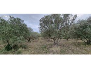 à vendre terrain oliveraie avec eau du bas-Rhône