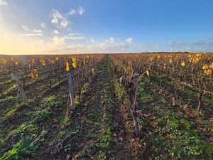 Vignoble rare en Muscadet