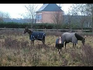 Cherche herbage ou bout de terrain