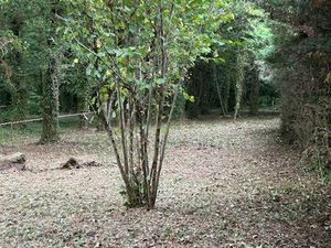 Terrain de loisirs ambares et lagrave