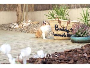 Buddy's Immobilier Catalans