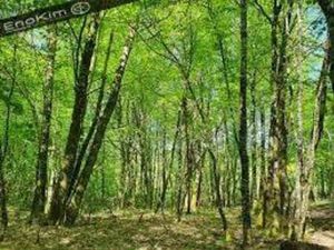 Terrain champêtre/forestier à vendre