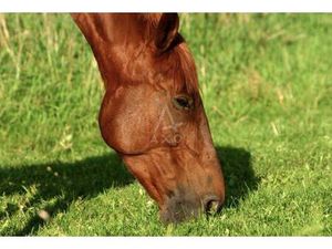 Ferme équestre à vendre