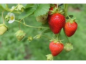 Aardbeienbedrijf met WKK ter overname