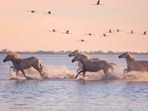 Achat : Maison (30240)