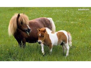 Herbage à louer pour chevaux/poneys