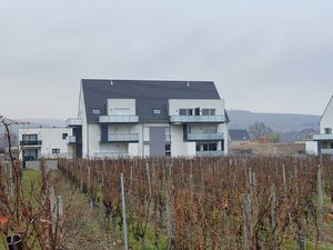 A Turckheim  dans les vignes